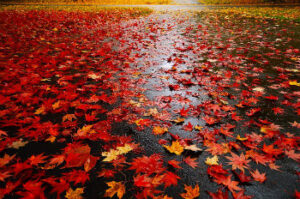 Wet Fall Leaves On The Road